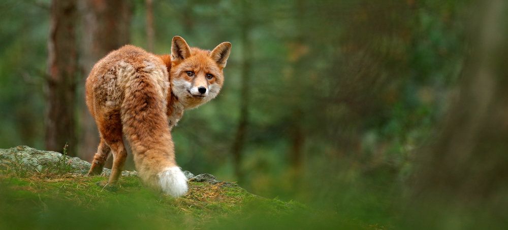 The Shriek of the Fox