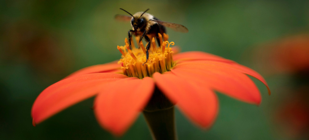 After Trump Killed a Report on Nature, Researchers Push Ahead With Release