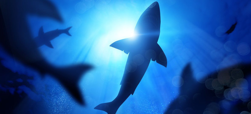 Something Small Is Killing Great White Sharks