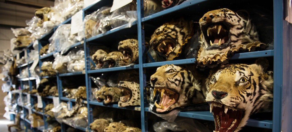 The U.S. Imported Billions of Animals in Recent Decades, Fueling Global Wildlife Trade
