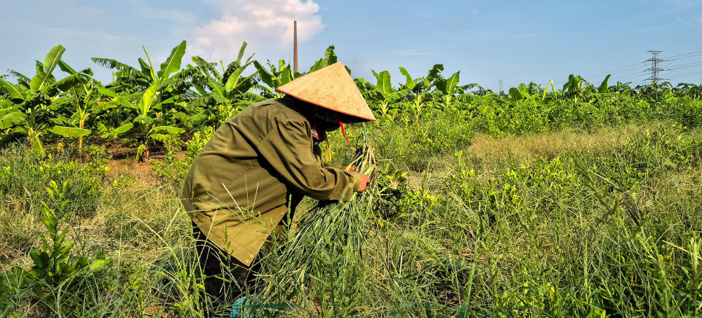 Exclusive: Fistful of Dollars and Rice for Vietnam Farmers Displaced for $1.5 Billion Trump Golf Club