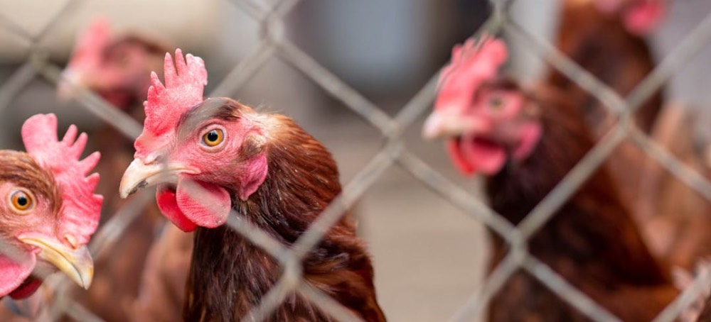 Trump Threatens to Deport Chickens Unless They Lower Price of Eggs