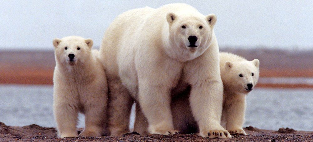 WWF Helping Facilitate Trade in Polar Bear Fur, Investigation Reveals