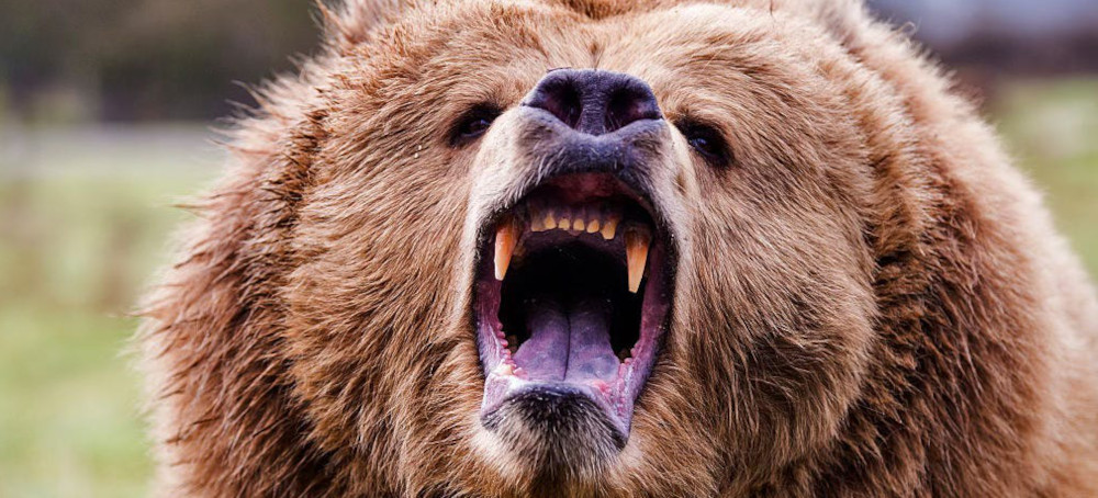 DOGE Staffer Attempting to Fire Park Ranger Is Mauled by Angry Bear