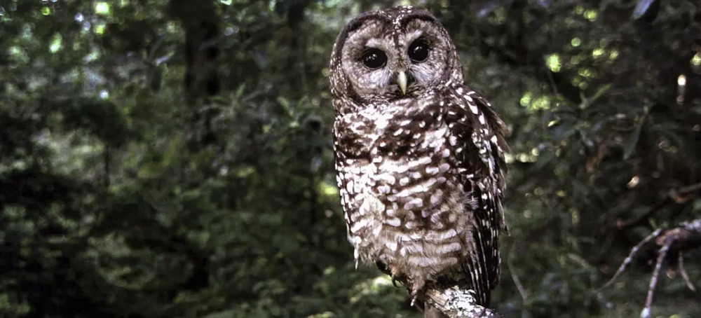 Spotted Owls Are Disappearing Fast, and Federal Cuts Could Mean No One’s Left to Count Them