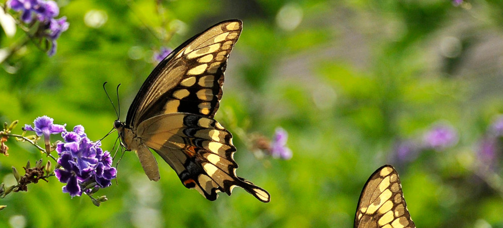 Butterfly Populations Declining Rapidly in US With 22% Disappearing in 2 Decades, Study Finds