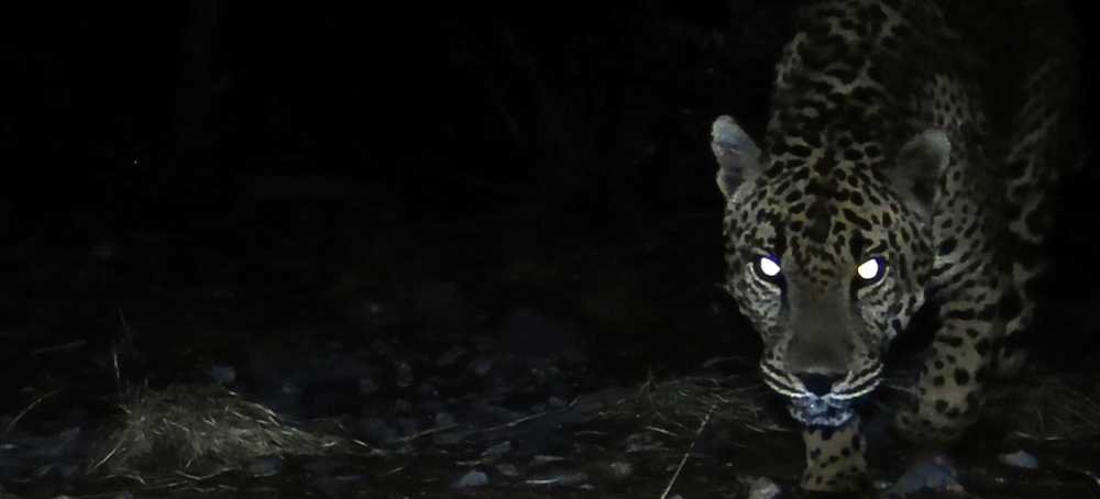 Environmental Activists Decry Trump Border Wall’s Impact on Wildlife