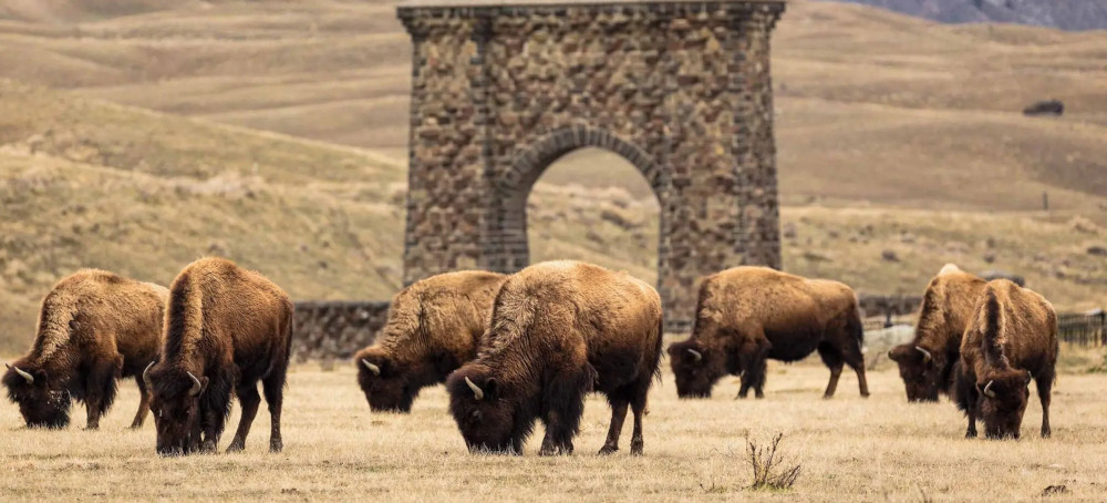 In Yellowstone, Migratory Bison Reawaken a Landscape