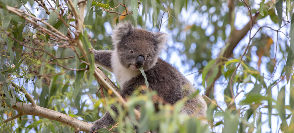 Loss of Koala Habitat Shows ‘Total Failure’ of Nature Laws, Conservationists Say