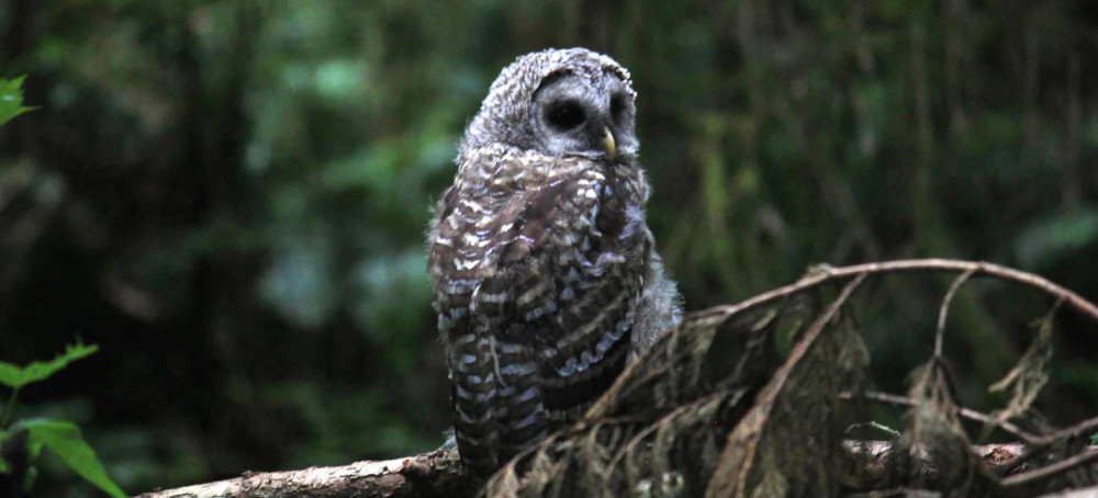 Let’s Not Kill 450,000 Owls