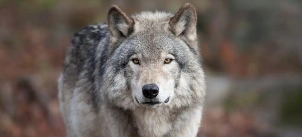 How Wolves Help Safeguard Ecosystems and What We Can Do to Protect Them