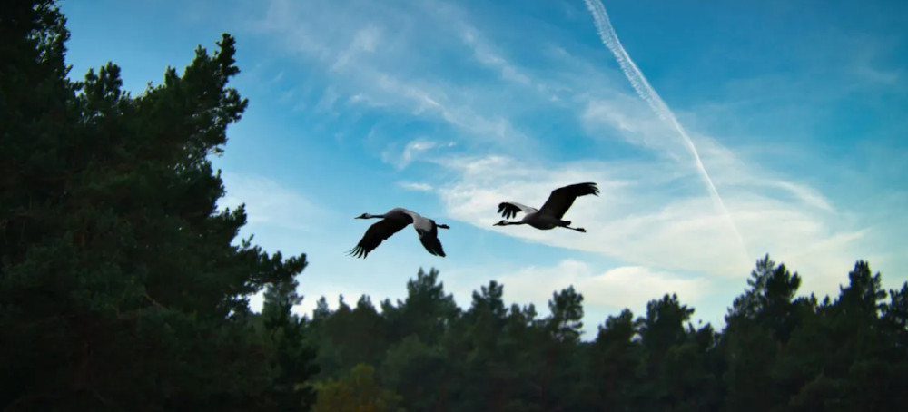 Experts Uncover the Disturbing Truth Behind Why So Many Birds Are Going Extinct: 'The World Is Emptier Than We Realize'