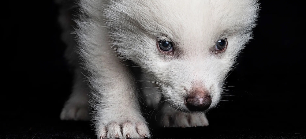 The Dire Wolf Is Back