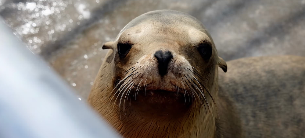 Inside the Fight to Save California’s Dying Sea Lions From Toxic Algae: ‘We’re Like 911 Operators’
