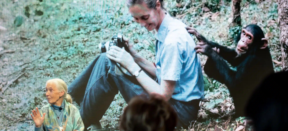 11 Inspiring Jane Goodall Quotes About Our Planet’s Future