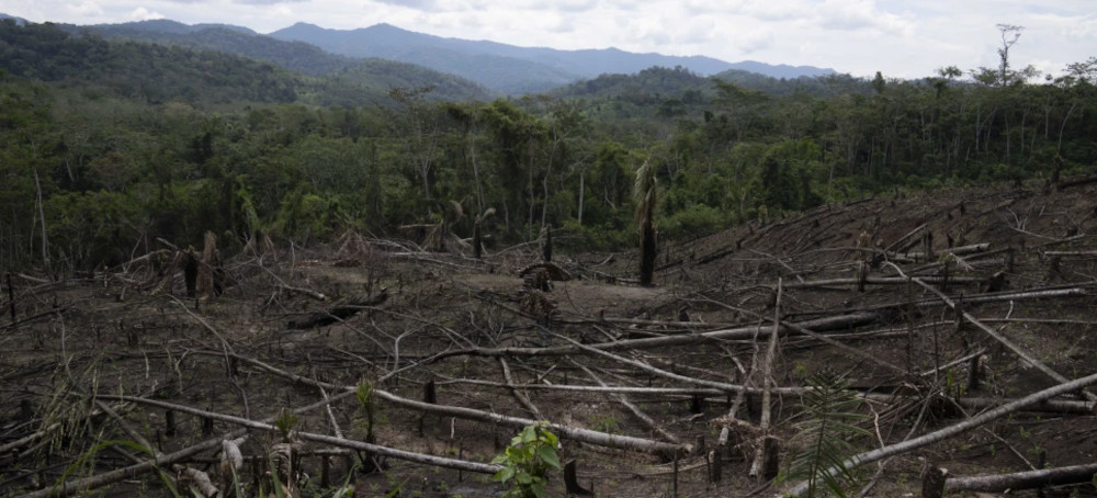 Amendment to Peru Law Raises Fears of Amazon Rainforest Destruction