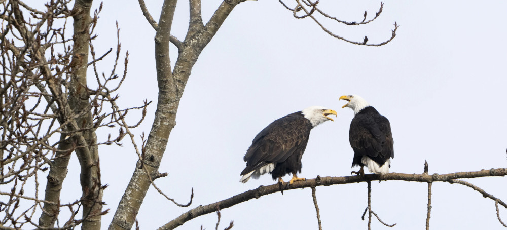 Proposed Rule Change on Endangered Species Triggers Alarm for Environmentalists