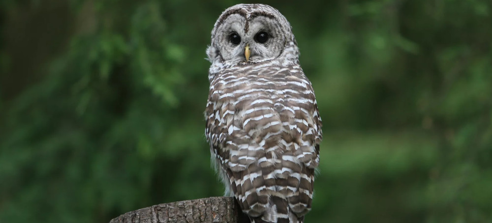 Destroying Endangered Species' Habitat Wouldn't Count as 'Harm' Under Proposed Trump Rule