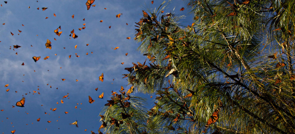 From Butterflies to Wind Turbines, Project Preserves World’s Sonic Heritage