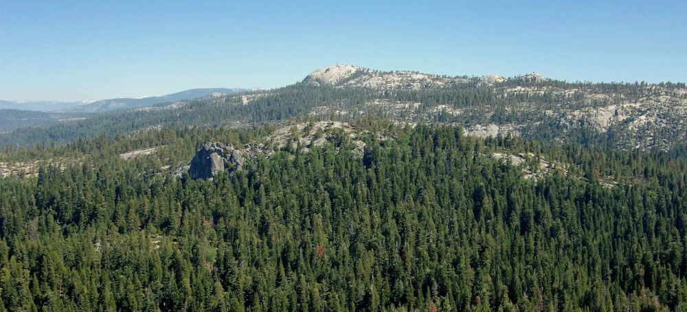 ‘All the Trees Are Dead': An Ancient California Forest Has Been Wiped Out