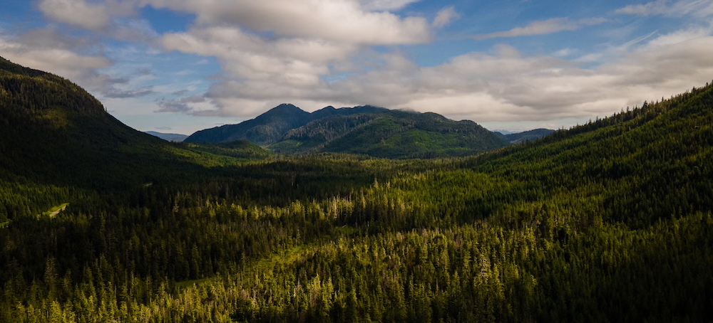 Outcry as Trump Plots More Roads and Logging in US Forests: ‘You Can Almost Hear the Chainsaws’