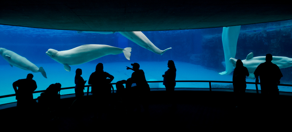 Shuttered Canadian Marine Park Warns It May Euthanize 30 Beluga Whales, Prompting a Global Outcry
