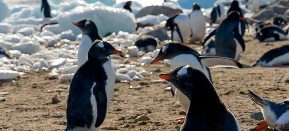 Amid Federal Research Cuts, Some Antarctic Tourist Cruises Are Sponsoring Scientists