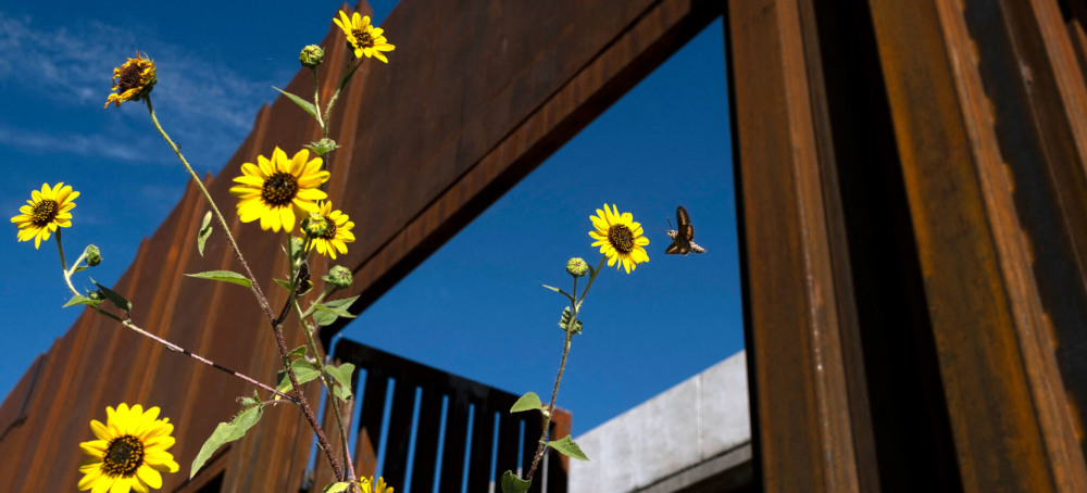 The US-Mexico Border Wall May Pose Perils to Pollinators