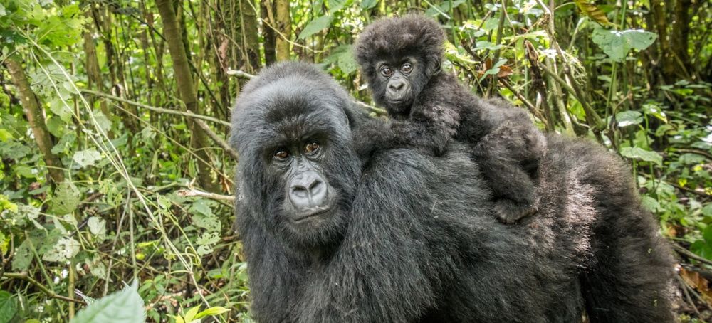 Pristine Forest and Endangered Gorilla Habitat at Risk as Half of DRC Opened to Bids for Oil and Gas Drilling: Report