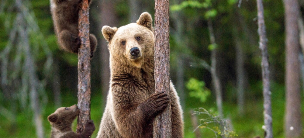 Grizzlies Could Make a Comeback in California, New Study Suggests
