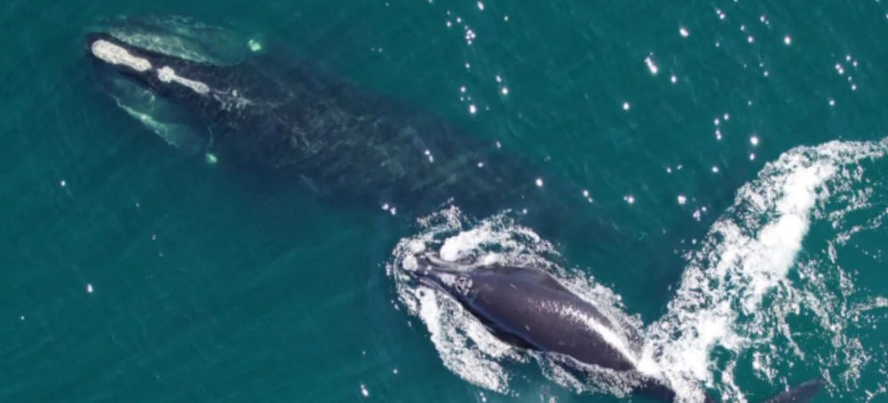 One of The Most Endangered Whales Is Swimming Back From The Brink of Extinction
