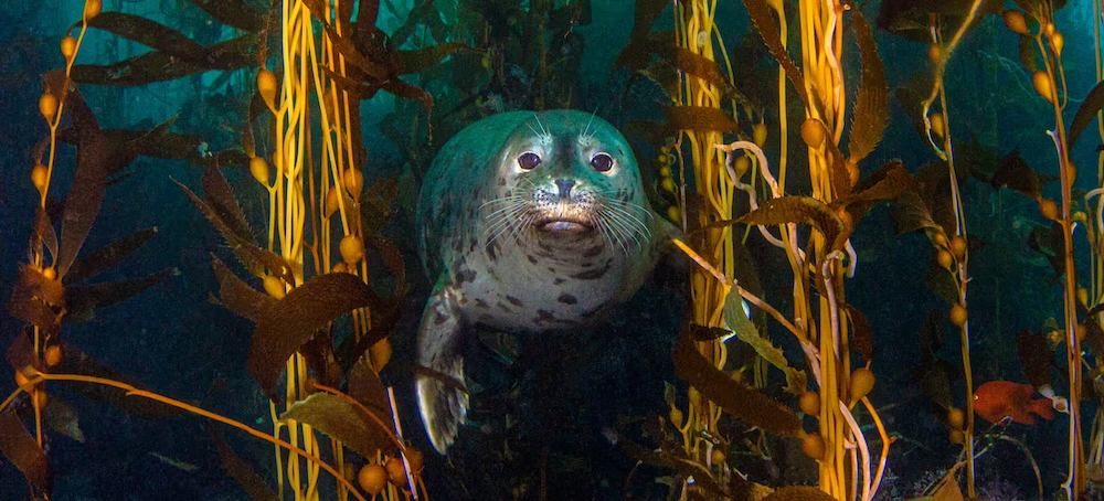 The Hidden Underwater Eden of ‘California’s Galapagos’, Where Kelp, Sea Lions and Giant Bass Reign
