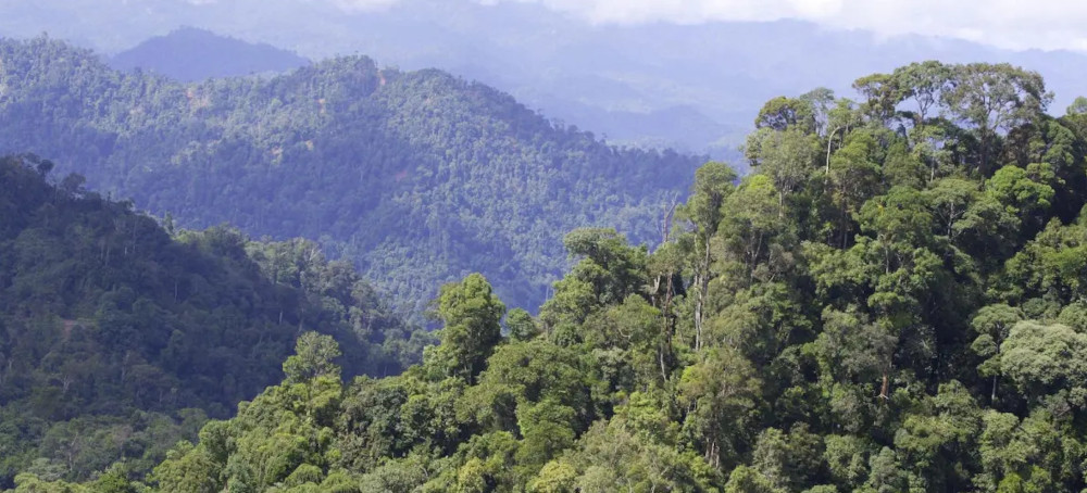Deforestation and Illegal Evictions Threaten Malaysia’s Indigenous Peoples