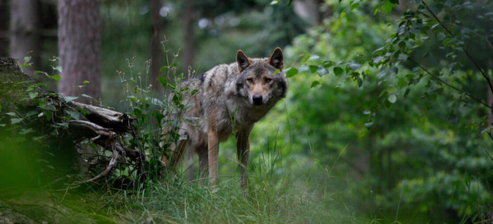 What Stalks Wolves Across Europe