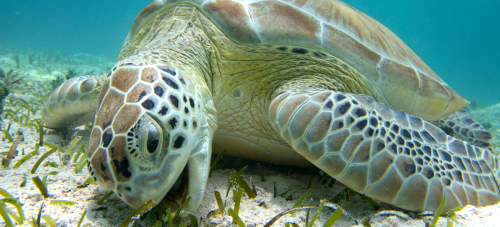 After Decades of Protections, Green Sea Turtles Have Been Saved From the Brink of Extinction—for Now