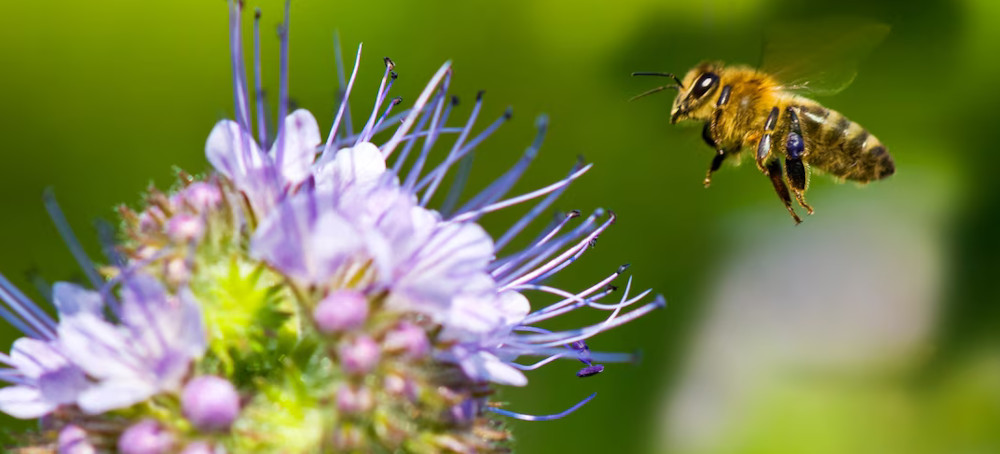 Trump Launches Major Assault on Dying Honeybees