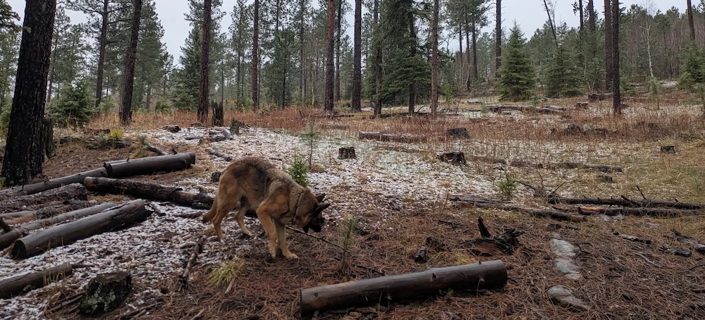 The US Government Stole the Black Hills. Now It’s Clear-Cutting Them.