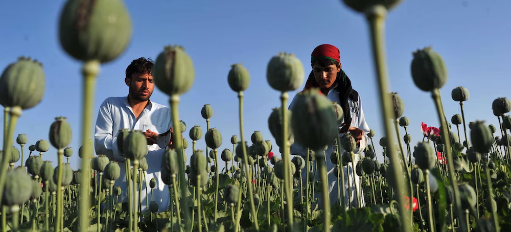 Inside the CIA’s Secret Mission to Sabotage Afghanistan’s Opium