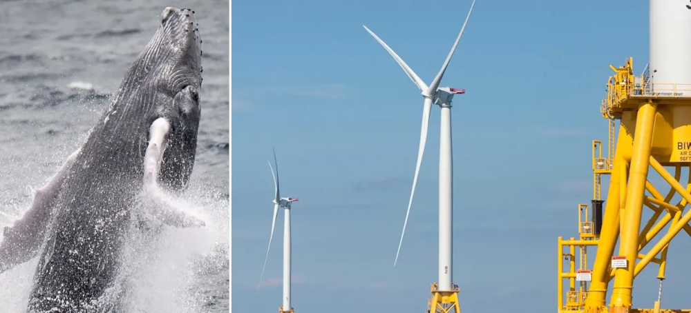 Whales Are Dying. Don’t Blame Wind Turbines.