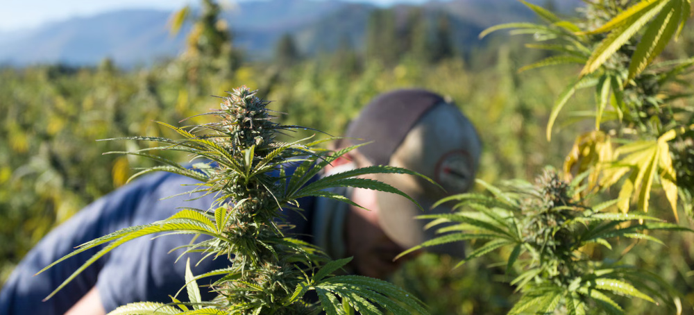 $28 Billion Hemp Industry Faces Extinction With Government Re-Opening