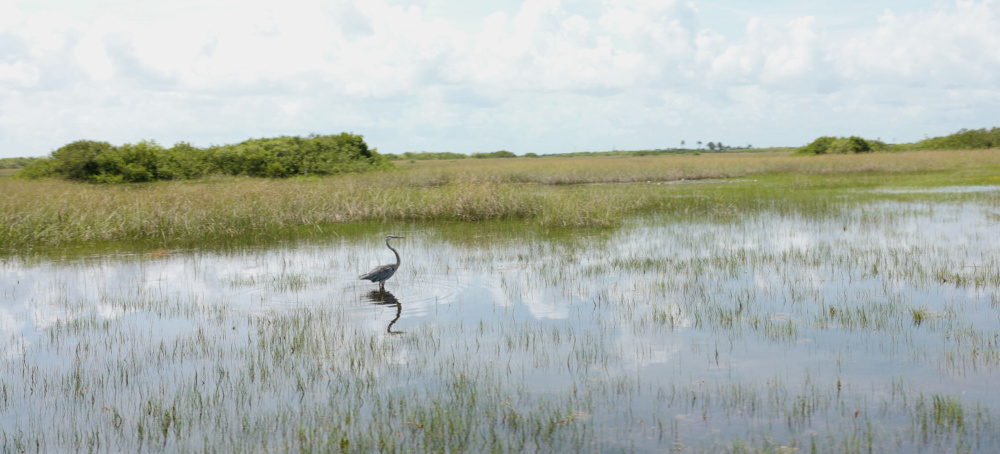 ‘Forever Chemicals’ Represent New Environmental Threat for Florida’s Fragile Everglades
