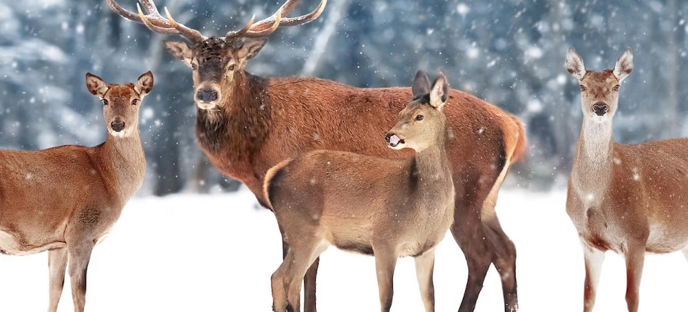The Last Frontier of Empathy: Why We Still Struggle to See Ourselves as Animals