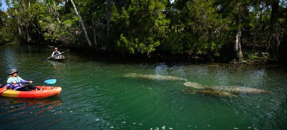 In Florida, Manatee Deaths Edge Up Slightly in 2025