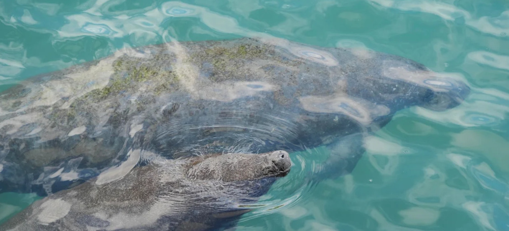 Trump Administration Moves to Roll Back Some Protections for Endangered and Threatened Species