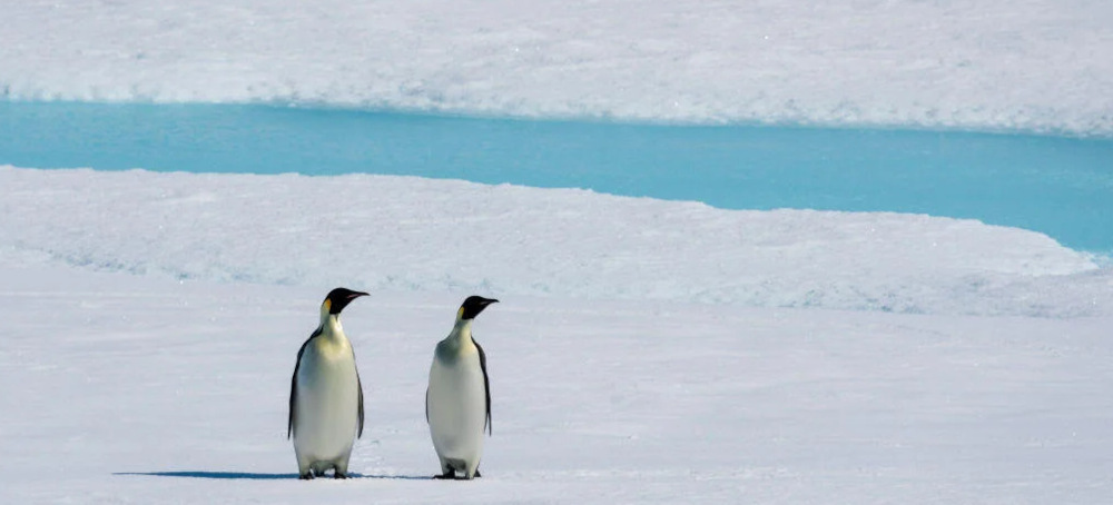 Emperor Penguin Population Decline May Be 