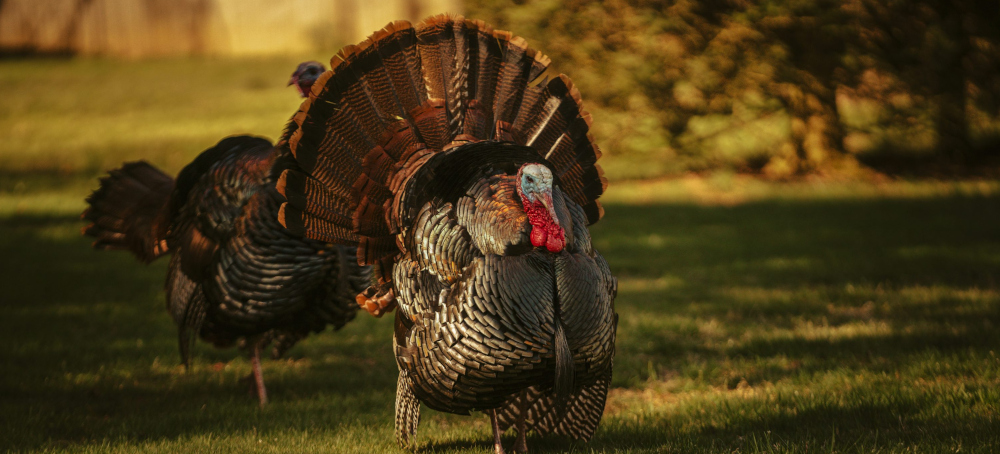 Trump Refuses to Pardon Turkey After it Fails to Bribe Him