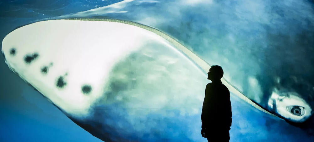 A Bowhead Whale's DNA Offers Clues to Fight Cancer