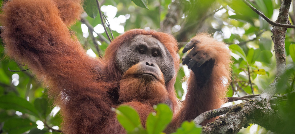 The Chinese Dam Threatening the World’s Most Endangered Ape