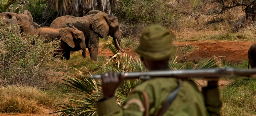 Wildlife Crime Crackdown in Jeopardy Worldwide After US Funding Cuts