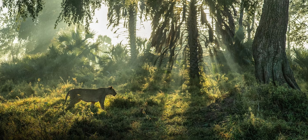 Gorongosa — How a National Park Destroyed by Civil War Is Bouncing Back